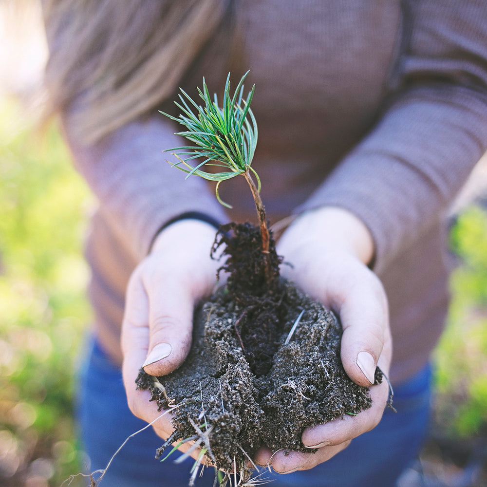 Nourish Your Body, Plant A Tree.